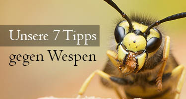 Unsere 7 Tipps gegen Wespen
