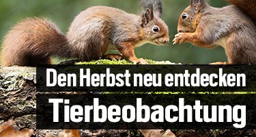Tierbeobachtung & Naturtouren – den Herbst neu entdecken