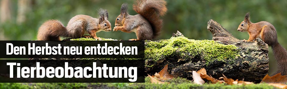 Tierbeobachtung & Naturtouren – den Herbst neu entdecken