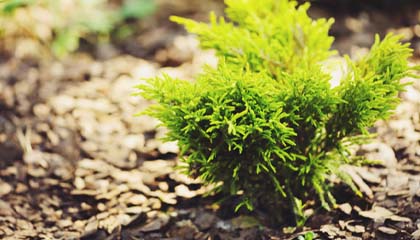 Shredded material as a protection for your garden